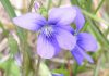 Interpretare vis în care apare o violetă (floare) Interpretare vis in care apare o violeta (floare)