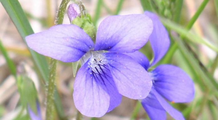 Interpretare vis in care apare o violeta (floare)