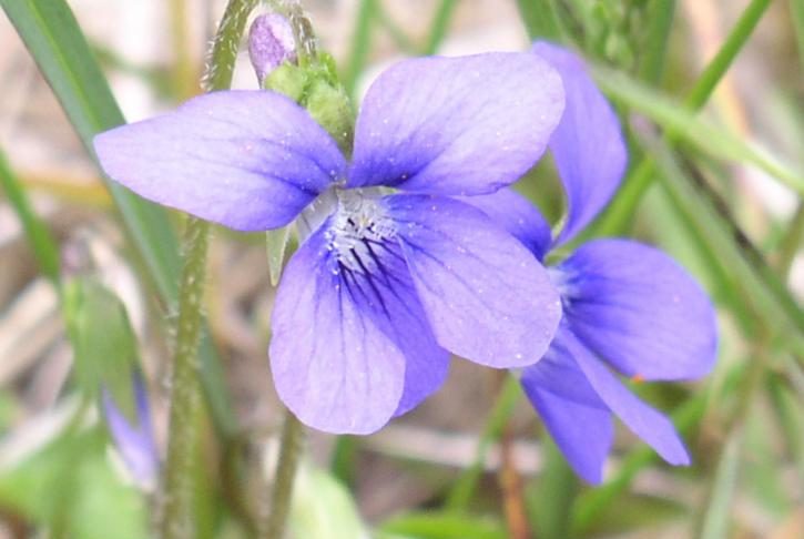 Interpretare vis in care apare o violeta (floare)