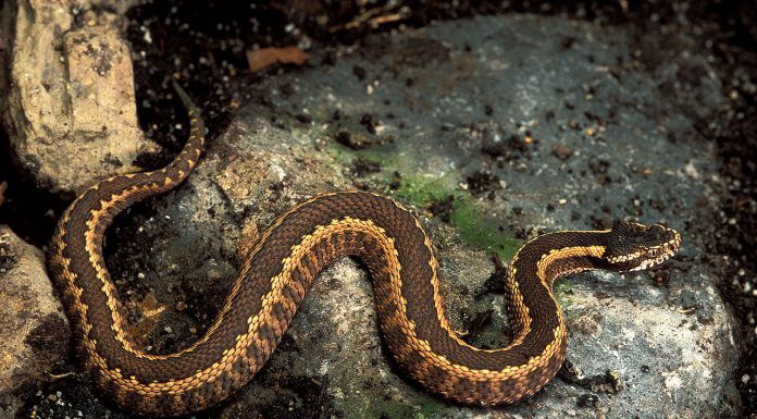 Interpretare vis in care apare o vipera