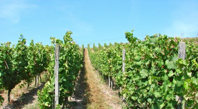 Interpretare vis în care apare o viță Interpretare vis in care apare o vita