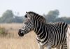 Interpretare vis in care apare o zebra