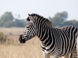 Interpretare vis in care apare o zebra