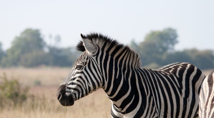 Interpretare vis in care apare o zebra