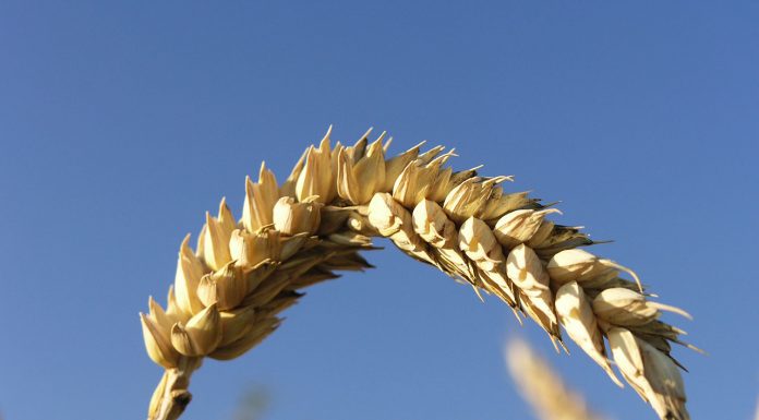 Interpretare vis în care apare orz Interpretare vis in care apar