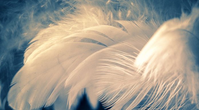 Interpretare vis in care apare pana