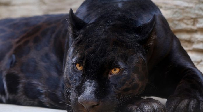 Interpretare vis in care apare pantera