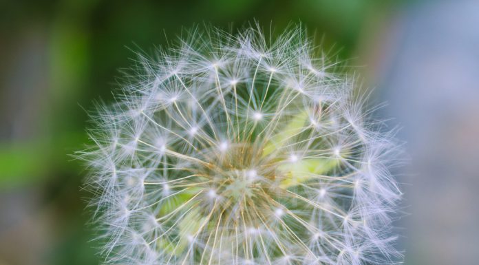 Interpretare vis in care apare papadie