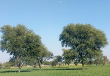 Interpretare vis in care apare pom