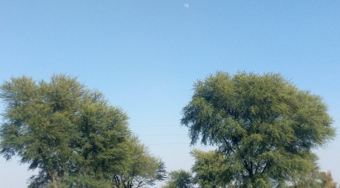 Interpretare vis in care apare pom