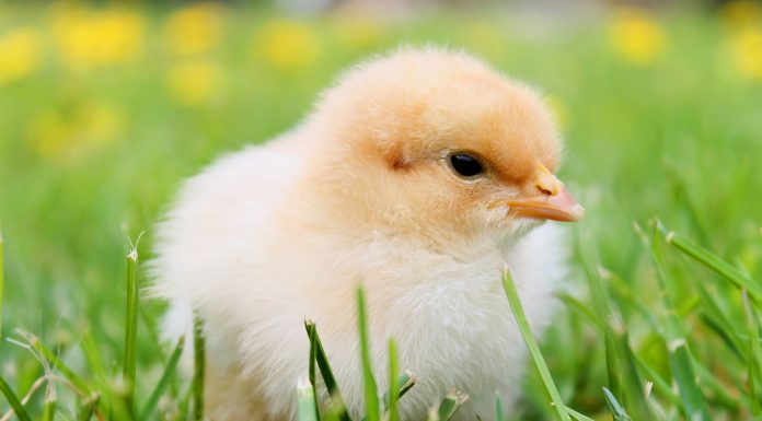 Interpretare vis in care apare pui