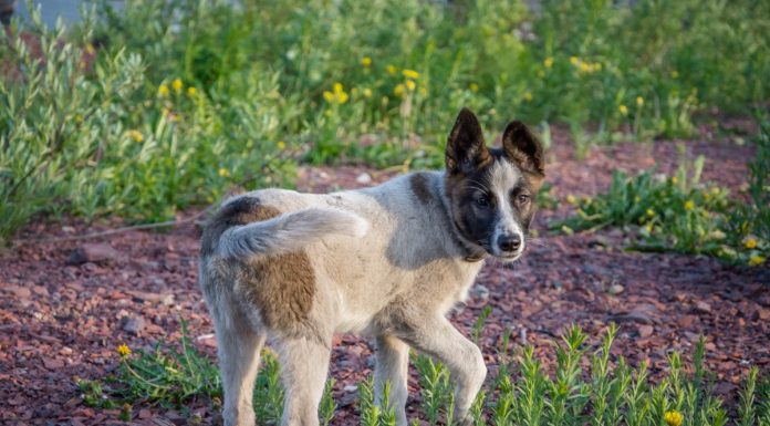 Interpretare vis în care apare râie Interpretare vis in care apare raie