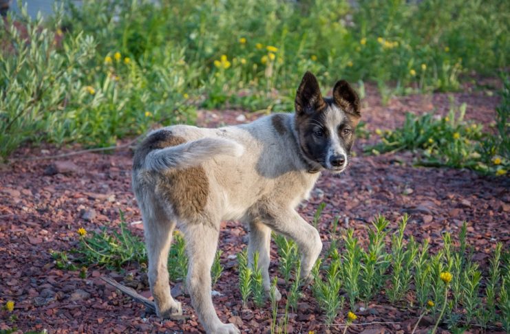 Interpretare vis in care apare raie