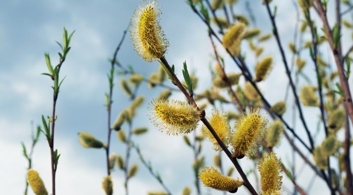 Interpretare vis in care apare ram