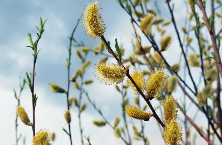 Interpretare vis in care apare ram