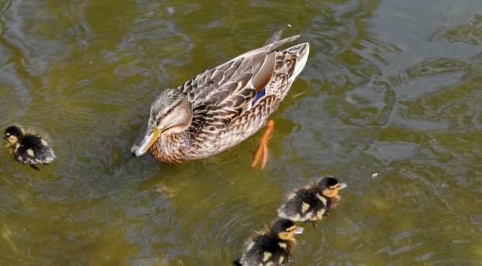 Interpretare vis in care apare rata