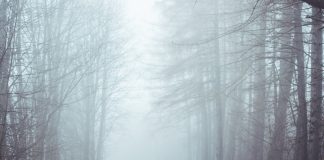 Interpretare vis in care apare ratacit