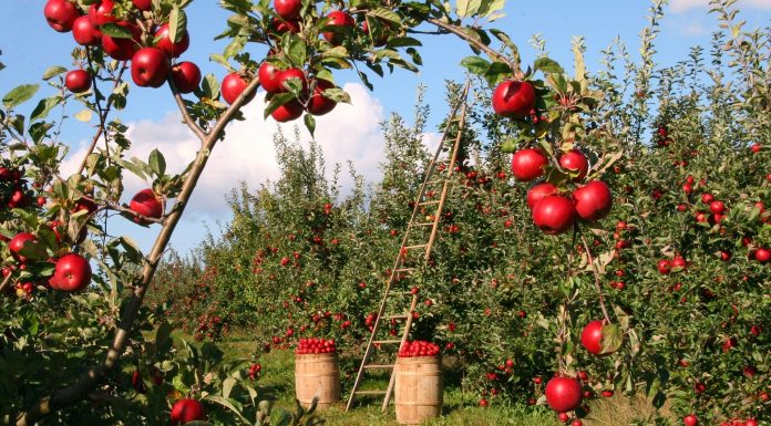 Interpretare vis in care apare recolta