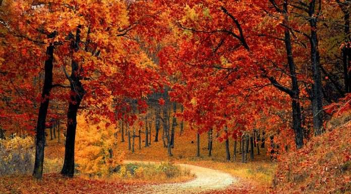 Interpretare vis in care apare toamna