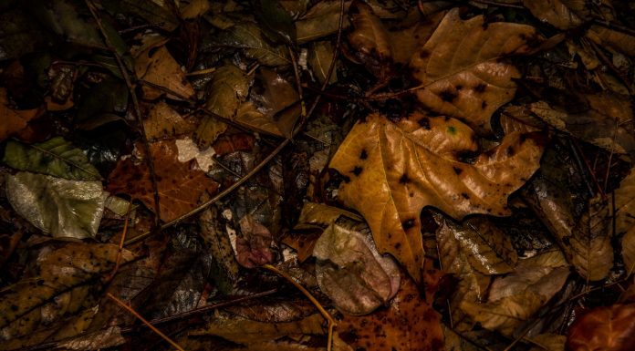 Interpretare vis in care apare