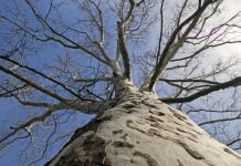 Interpretare vis in care apare un arbore