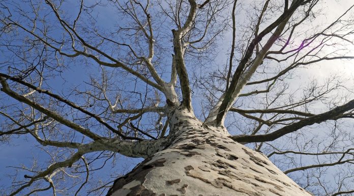 Interpretare vis în care apare un arbore Interpretare vis in care apare un arbore