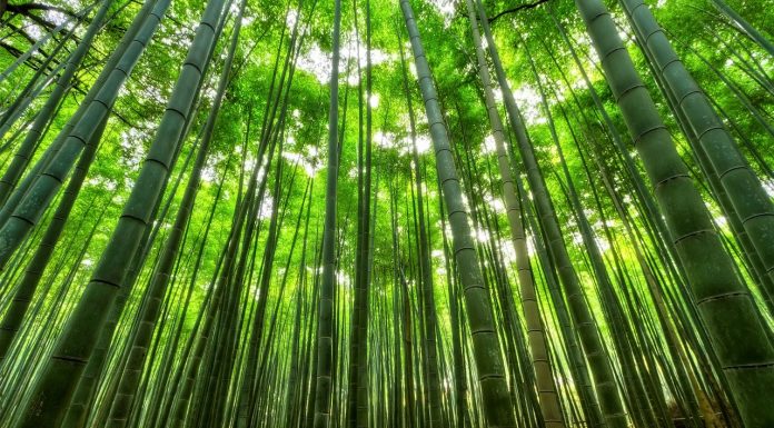 Interpretare vis în care apare un bambus Interpretare vis in care apare un bambus