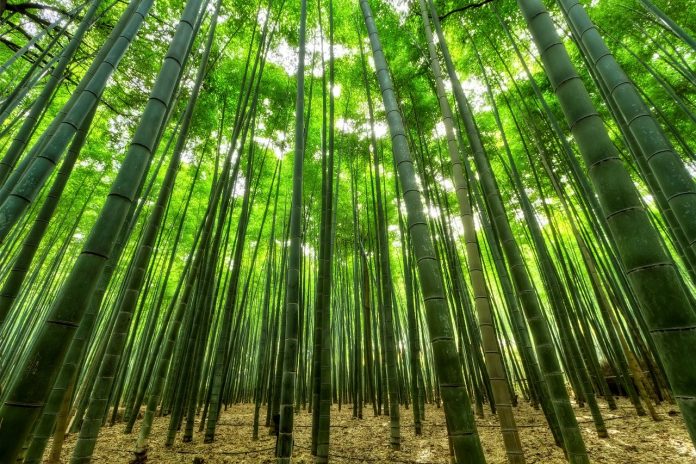 Interpretare vis in care apare un bambus