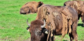 Interpretare vis in care apare un bizon