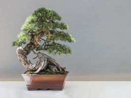 Interpretare vis in care apare un bonsai