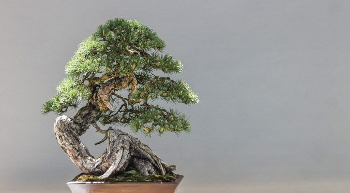 Interpretare vis în care apare un bonsai Interpretare vis in care apare un bonsai