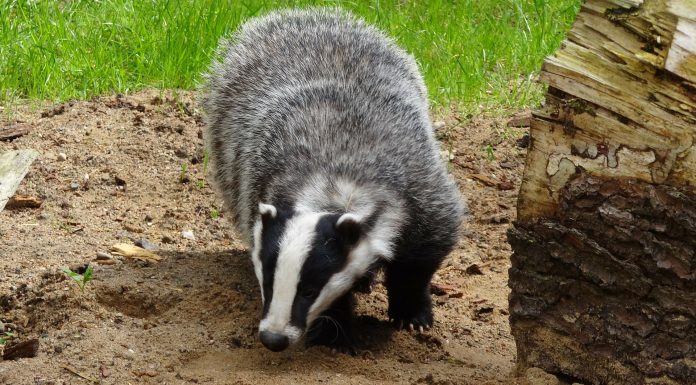 Interpretare vis în care apare un bursuc Interpretare vis in care apare un bursuc