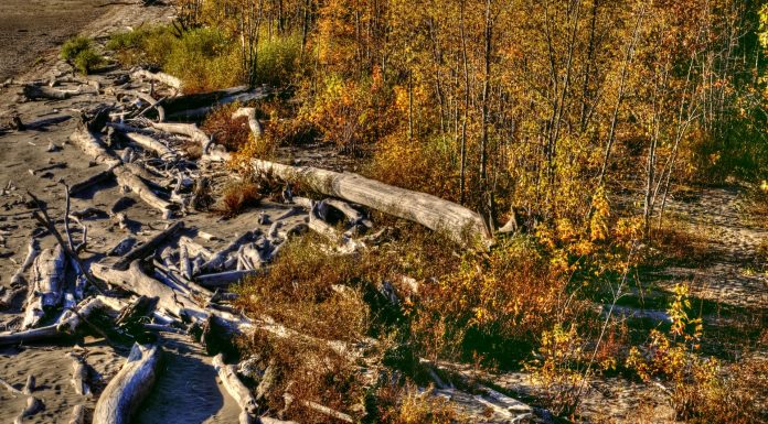 Interpretare vis în care apare un buștean Interpretare vis in care apare un bustean