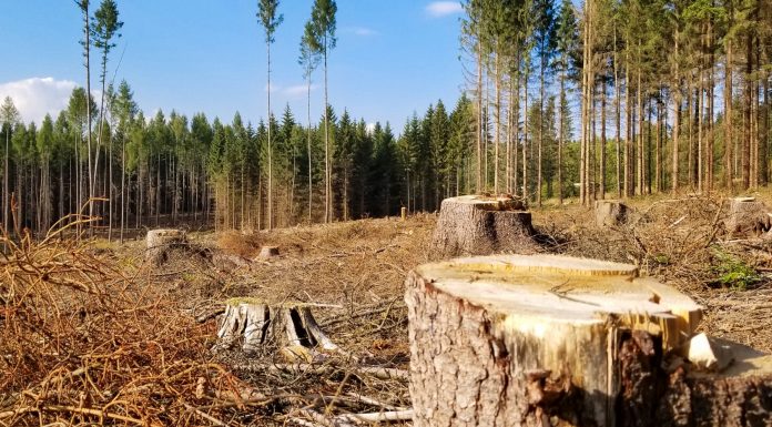 Interpretare vis în care apare un butuc Interpretare vis in care apare un butuc