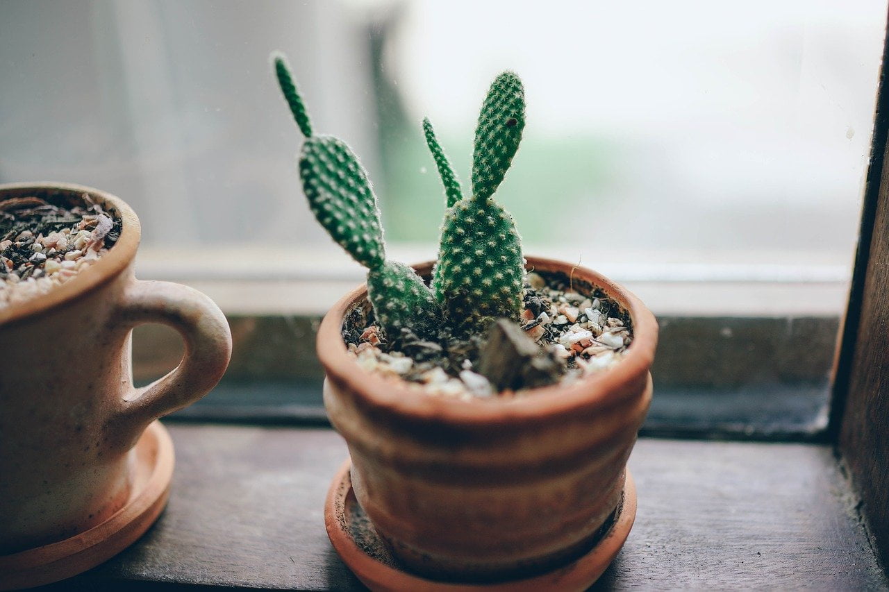 Interpretare vis in care apare un cactus