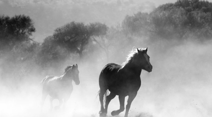 Interpretare vis in care apare un cal