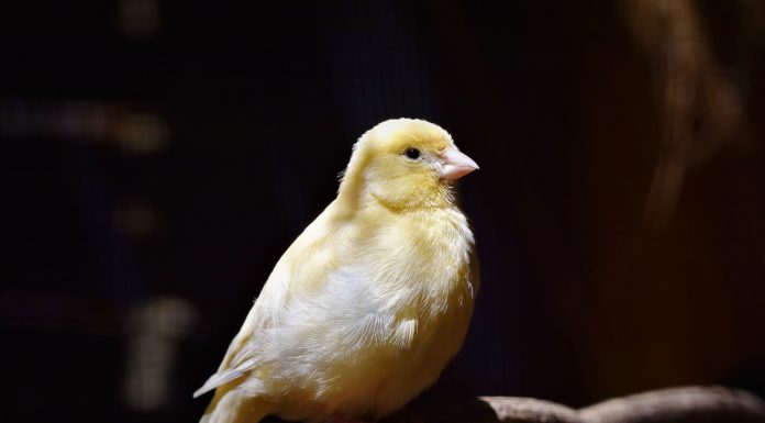 Interpretare vis în care apare un canar Interpretare vis in care apare un canar