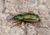 Interpretare vis in care apare un carabus