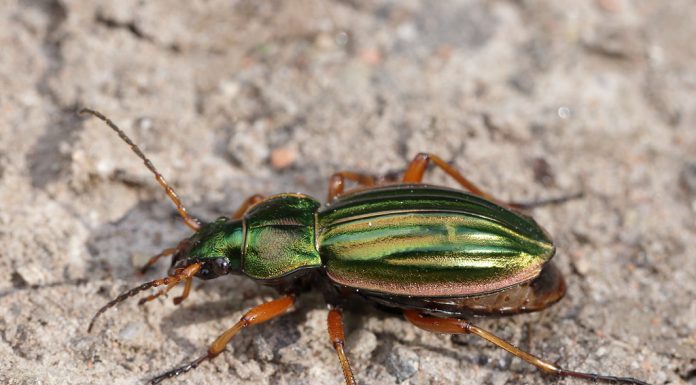 Interpretare vis în care apare un cărăbuș Interpretare vis in care apare un carabus