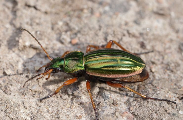 Interpretare vis in care apare un carabus