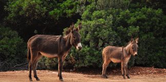 Interpretare vis in care apare un catar
