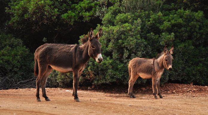 Interpretare vis în care apare un catâr Interpretare vis in care apare un catar