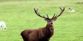 Interpretare vis in care apare un cerb