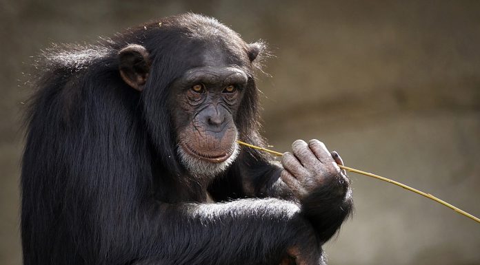 Interpretare vis in care apare un cimpanzeu