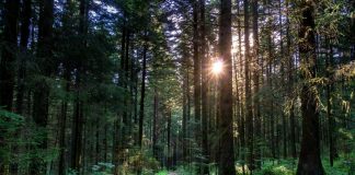 Interpretare vis in care apare un codru