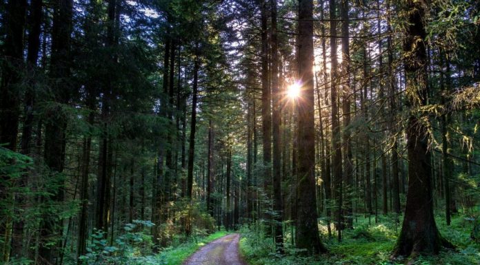 Interpretare vis în care apare un codru Interpretare vis in care apare un codru