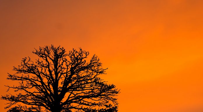 Interpretare vis in care apare un copac Interpretare vis in care apare un copac