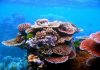 Interpretare vis în care apare un coral Interpretare vis in care apare un coral