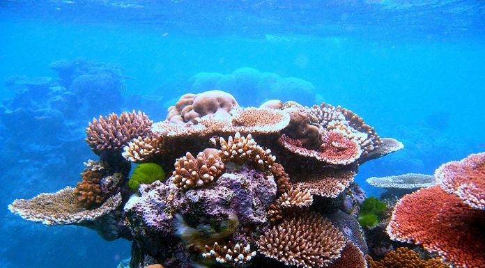 Interpretare vis în care apare un coral Interpretare vis in care apare un coral