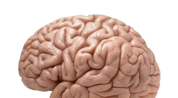 Interpretare vis in care apare un creier